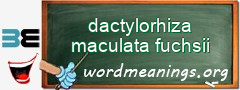 WordMeaning blackboard for dactylorhiza maculata fuchsii